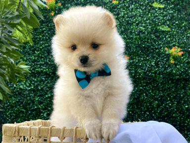 Filhote de Lulu da Pomerânia