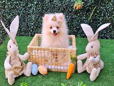 Lulu da pomerania