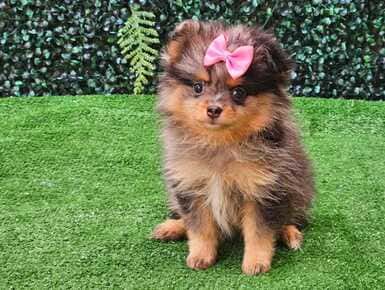 Filhote de Lulu da Pomerânia