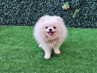 Spitz Alemão macho branco